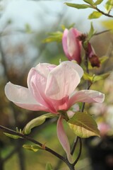 Obraz premium White pink magnolia tree blossom