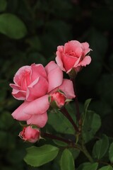 pink rose in garden