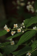 White jasmine white leaves 