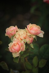pink rose on a green background