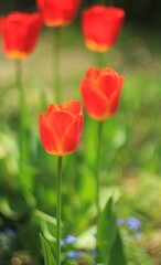 Naklejka premium red and yellow tulips