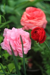 pink red  roses  tulips in garden