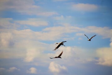birds in flight