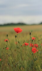 Red poppy field in summer