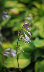 Lilac flower in the garden