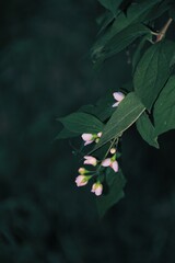 Small white flower with green leaves 