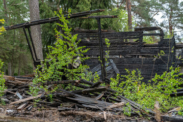 Charred Wood Remains of a Burnt Cabin in a Forested Area