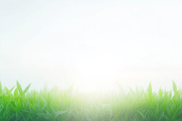 A clean bright background with the glare of sunlight providing copy space with fresh grass on the bottom.