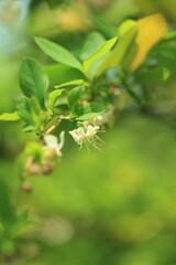 green leaves on a green background