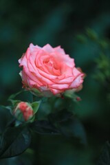 Pink rose in garden