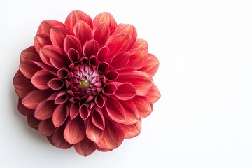 Red Dahlia Flower on White Background - A single, vibrant red dahlia bloom rests on a pristine white backdrop. It symbolizes beauty, elegance, inner strength, passion, and new beginnings