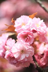 pink cherry  sakura blossom