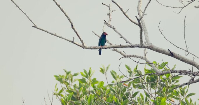 Striking Oriental dollarbird perched on bare branch above dense green foliage, perfect for conservation projects or birdwatching guides. Natural textures, dynamic authenticity.