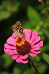 butterfly on pink flower