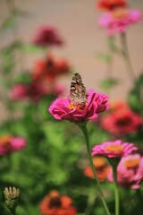 butterfly on a pink flower