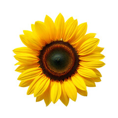 Fototapeta premium Sunflower isolated on transparent background. Png