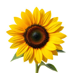 Fototapeta premium Sunflower isolated on transparent background. Png