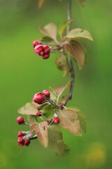 red  pink flowers  apple on a branch