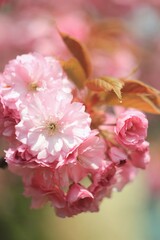 close up of pink flower sakura 