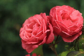 pink rose in green garden