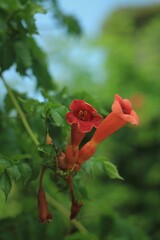 Red flowers and green leaves 