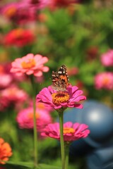 Close-up black and orange butterfly on pink flower
