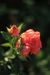 red rose in garden