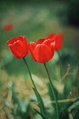 Red tulips in green garden 