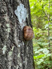 snail on a tree
