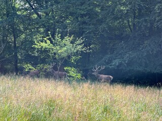 deer in the forest