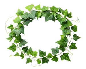circular wreath vibrant green ivy leaves delicat isolated on white background, PNG