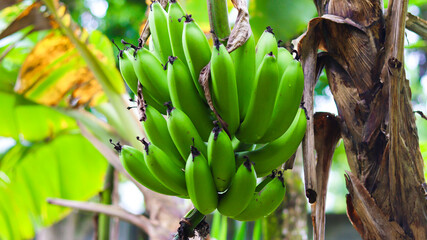 Obraz premium Cacho de banana maduro em destaque com fundo neutro. Fruta tropical, natural, ideal para conceitos de alimentação saudável e orgânica