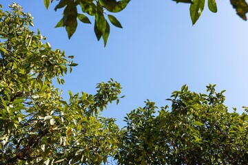 Green tree branch on a sunny day against a blue sky without clouds
