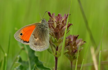 Coenonympha pamphilus 1416