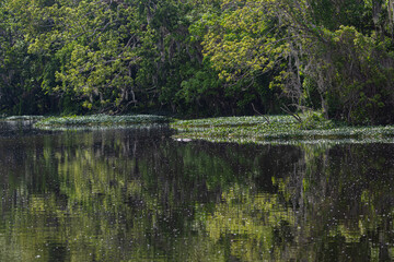 An alligator glides through the water, its body visible beneath the surface of a large, beautiful lake.