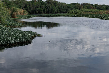 An alligator glides through the water, its body visible beneath the surface of a large, beautiful...
