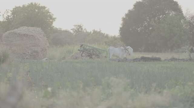 village farm High-Quality Footage for Professional Projects | 4k, S-Log3, Unedited Clips