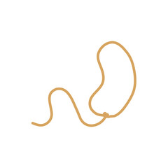 Lasso rope. Vector illustration.