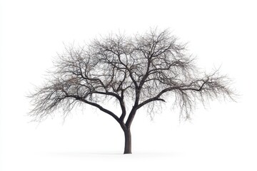 Bare Tree Winter Scene Real - A single, leafless tree stands against a bright white background. Symbolising resilience, winter, solitude, nature's cycle, and peace