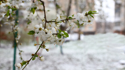 Close-up of a branch with a blooming white cherry tree covered with snow, with a blurred background in the garden. Snow on cherry blossoms.