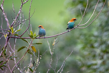 Aves da Mata Atlântica 