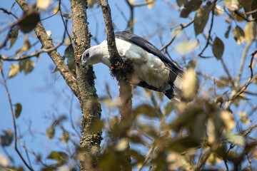 Aves da Mata Atlântica 