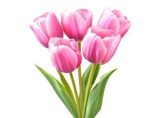 Obraz premium Pink tulips
