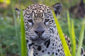 Medrosa - Onça pintada do Pantanal