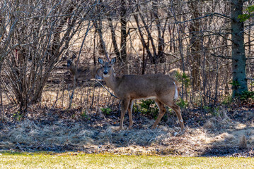 White-tailed Deer Feeding And Resting In Trees In An Urban Field In Wisconsin In Spring