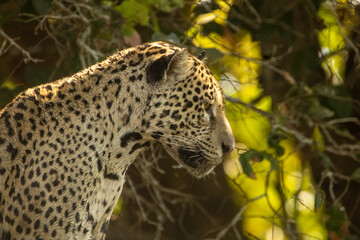 Onça pintada - Pantanal