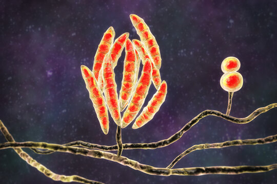 Fusarium fungi, 3D illustration