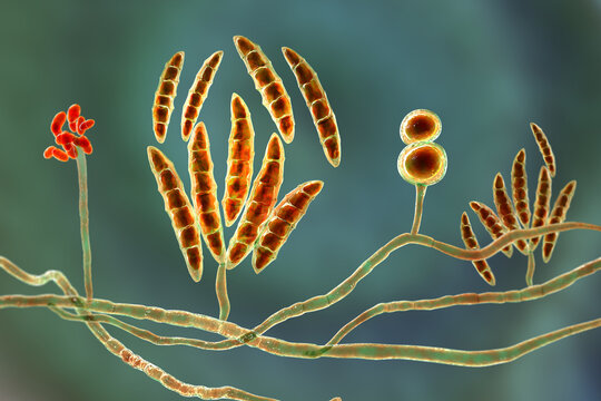 Fusarium fungi, 3D illustration