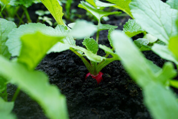 Young, well-groomed red radish growing in fertile soil. A balanced plant in a greenhouse.