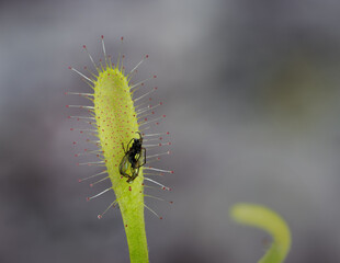 Macro of a small fruit fly stuck on the arm of a sundew with small sticky hairs

